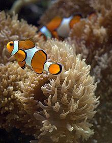 220px-Clownfish_in_aquarium.jpg